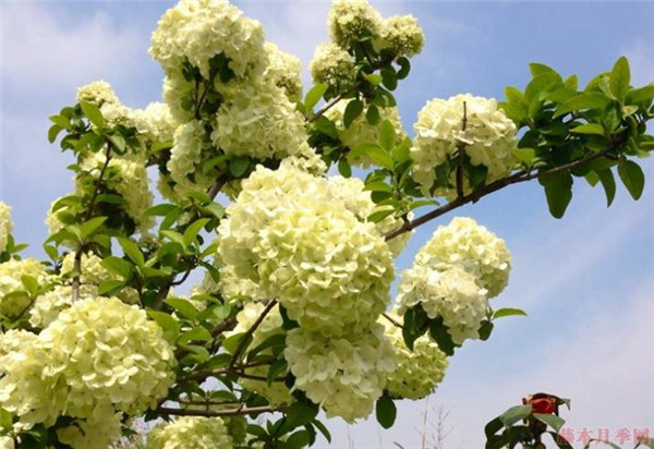 中華木繡球 中華木繡球