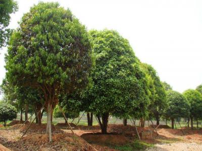 桂花樹苗價格表，桂花樹的栽種事項有哪些？