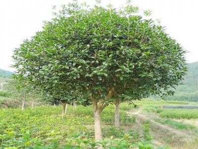 桂花樹用什么肥料最好？