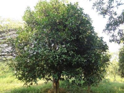 桂花樹苗多少錢一顆?