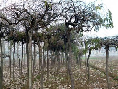 龍爪槐葉子發(fā)白、發(fā)黃是怎么回事