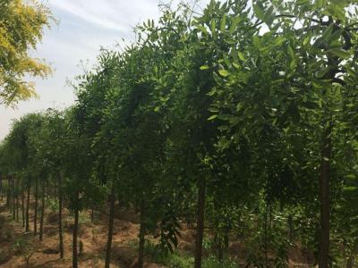 門前栽龍爪槐風(fēng)水