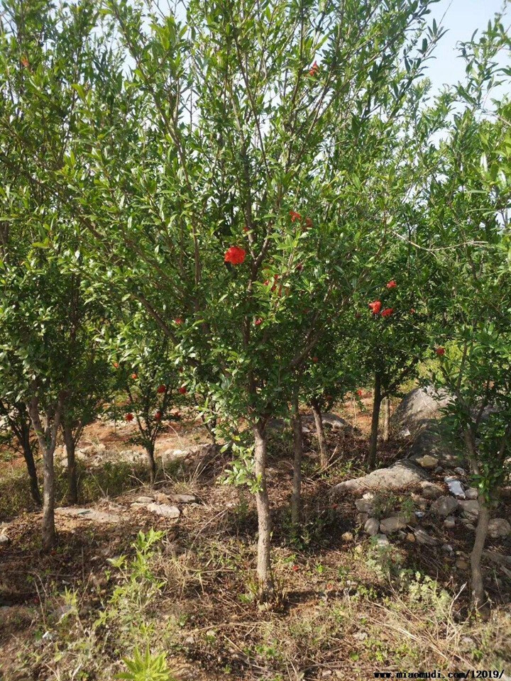 石榴樹 石榴樹