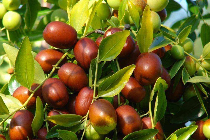 棗樹(shù) 棗樹(shù)