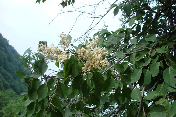 1686315543100194.jpg 7489fd9d2c174634ee0bbfc1588cd1a0_1686315119339433.jpg