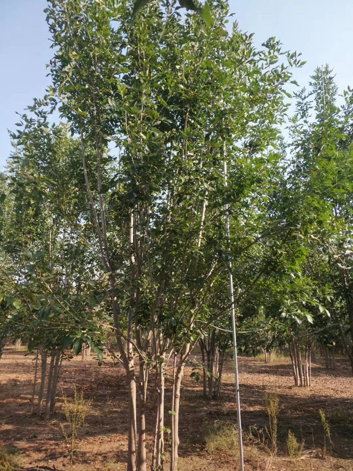 1686451094830952.jpeg 31764eb04bef481a863832cb99b1c3c0_1660179909976138.jpeg