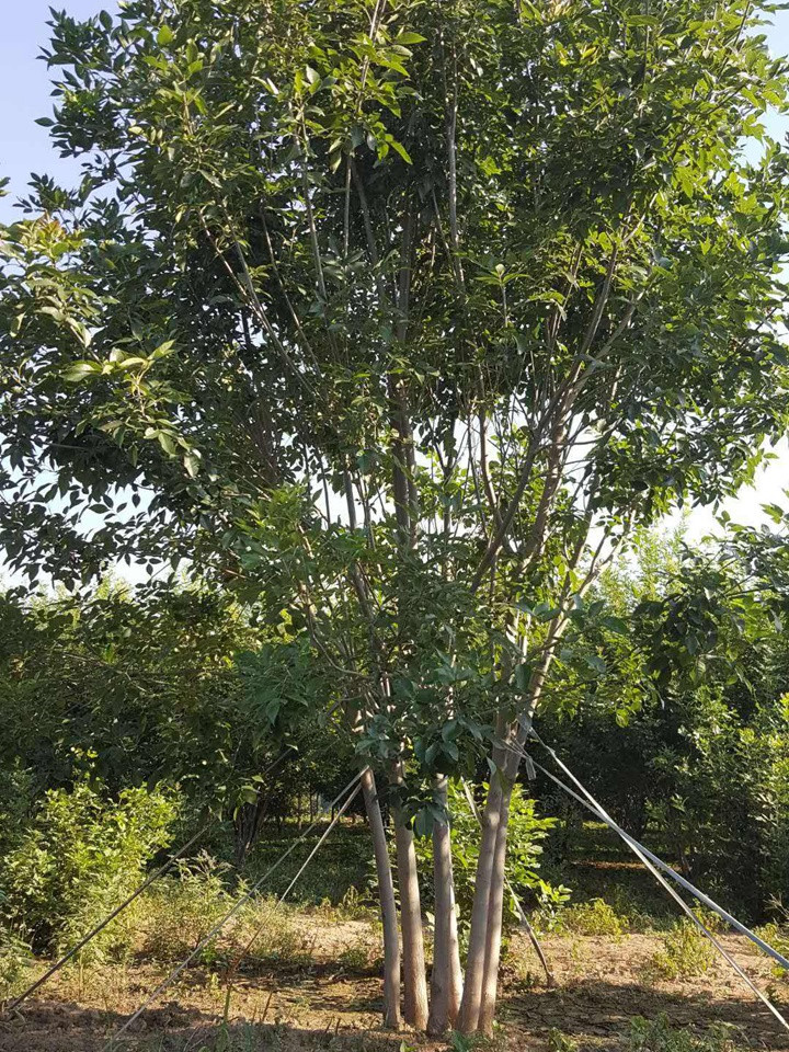 1686451102170671.jpeg a8dbb54d3b149978b56a27b23aa4b653_1660179909923470.jpeg