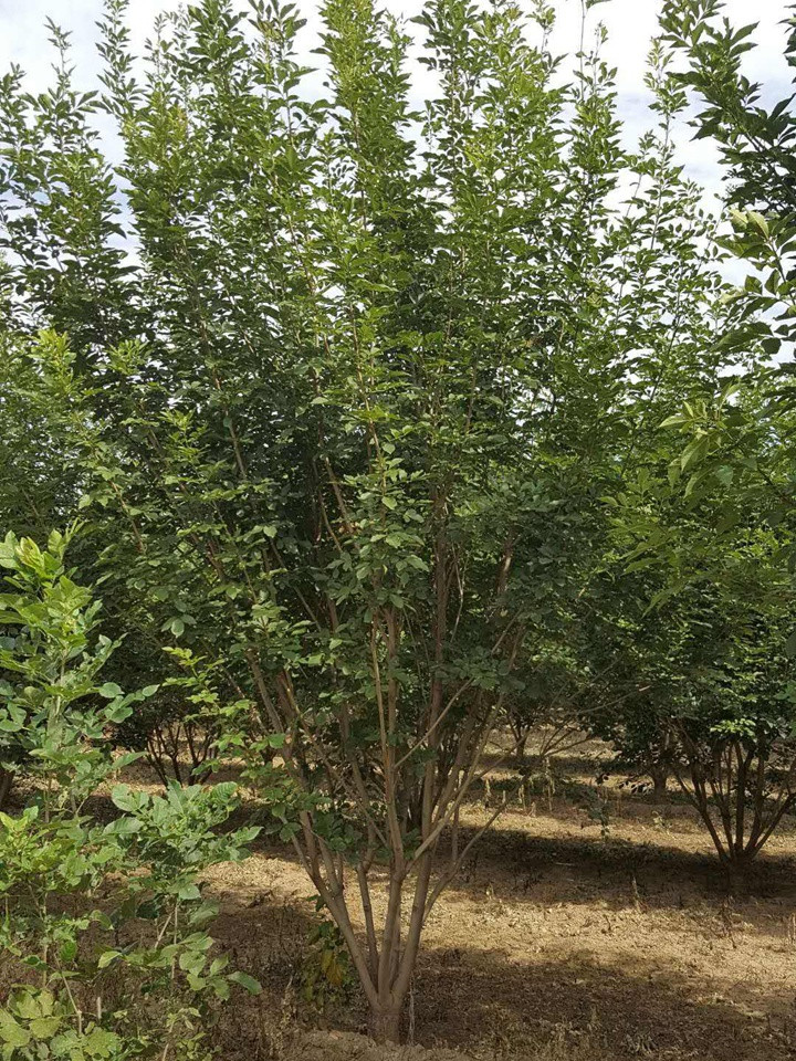 1686451109915606.jpeg 78eb7e1ac905a2acf72e8362b711b278_1660179908923438.jpeg