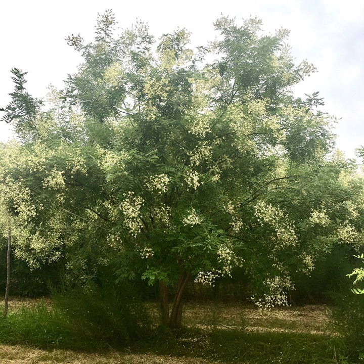 1686452120110536.jpeg 9cf2724dfacfcecf2ccc78c07fc048a6_1646798275881896.jpeg