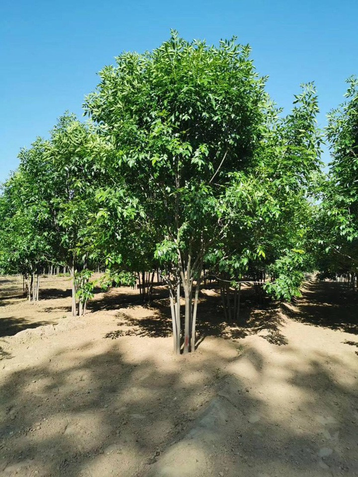 1686452498635162.jpg abd6bae94010eba0e4259782bdfe7d33_1646798275318720.jpg