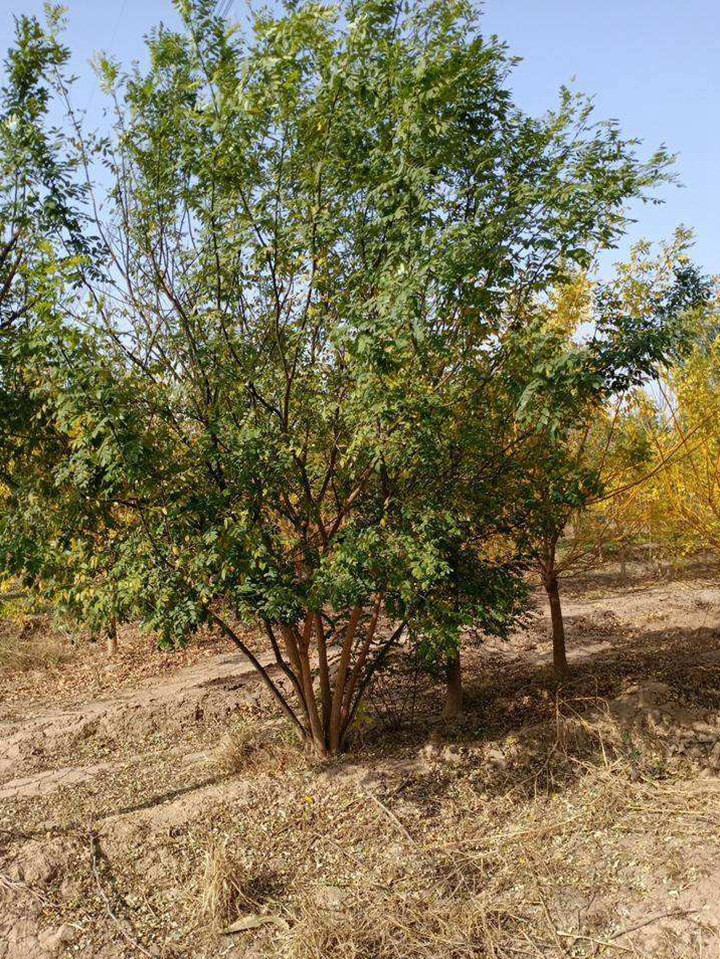 1686452506571698.jpg d8fc54dd0607deadcdfff7f7d8b8bd62_1646798276351112.jpg