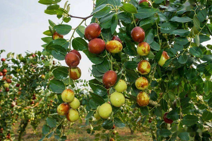 棗樹(shù) 棗樹(shù)