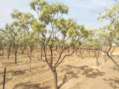 文冠果的盆栽養(yǎng)護方法