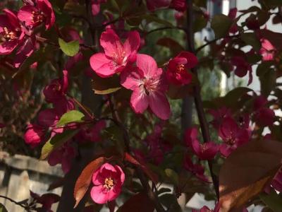 北美海棠移栽應(yīng)該注意的問(wèn)題