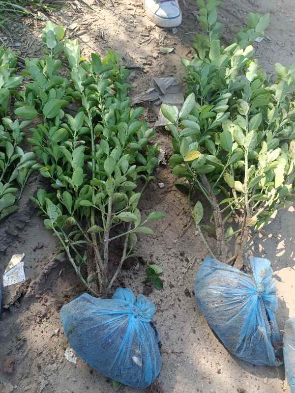 1730682315404885.jpg IMG_20220811_092747.jpg