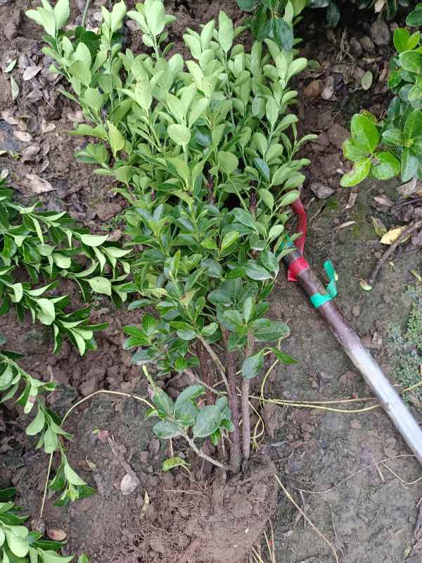 1730689907612174.jpg IMG_20220829_071748.jpg