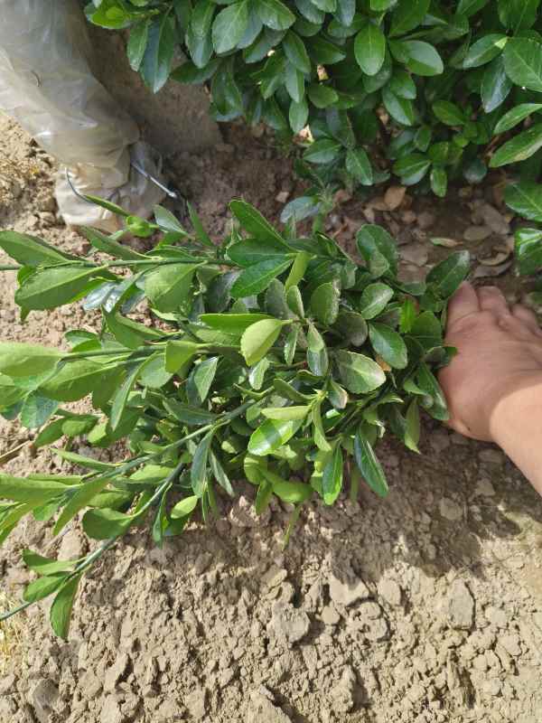 1730697538752736.jpg IMG_20230523_142501.jpg