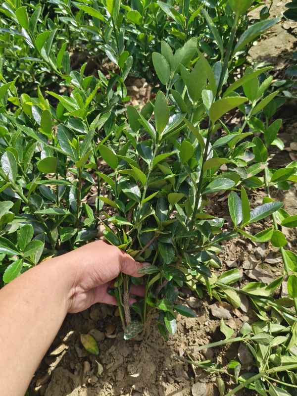 1730699962642948.jpg IMG_20230601_090815.jpg