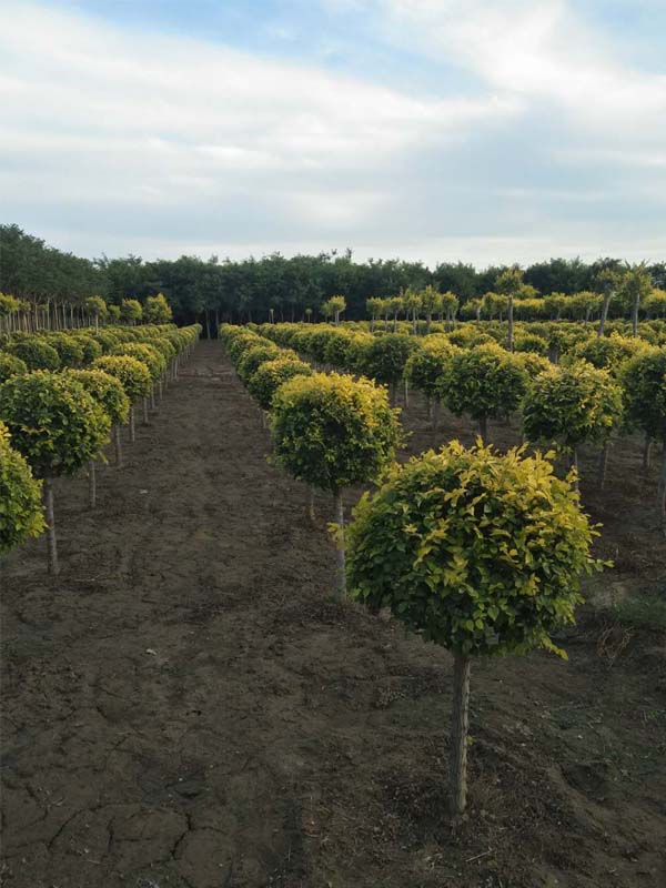 1730786543623276.jpg 27.jpg