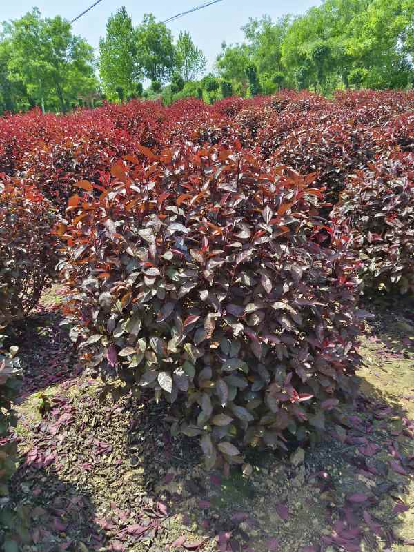 1731910723489169.jpg IMG_20230507_114056.jpg