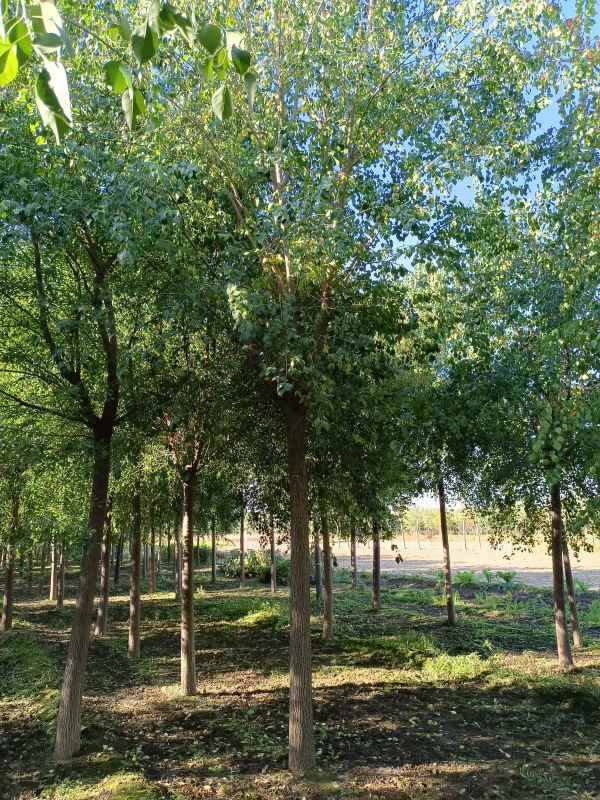 1732342622308259.jpg IMG_20211016_084620.jpg