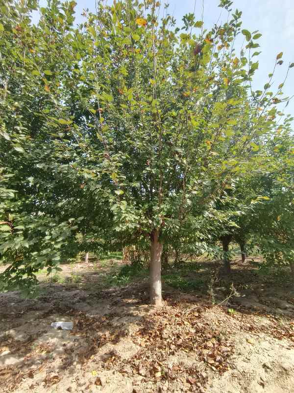 1732598764282139.jpg IMG_20230922_134619.jpg