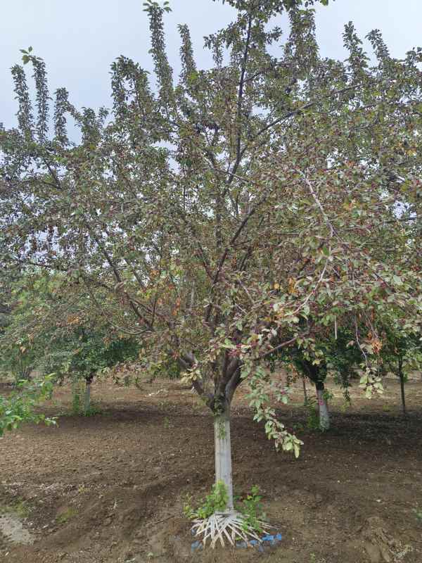 1732599804997932.jpg IMG_20230519_121525.jpg