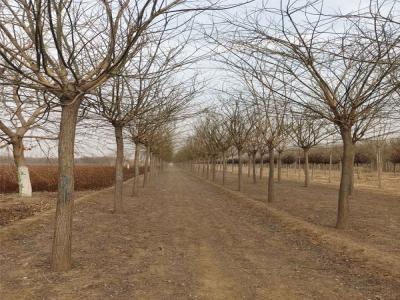 種植國槐樹需要花費(fèi)多少時(shí)間和精力呢