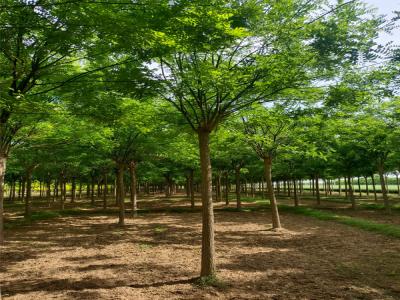 園林綠化新風(fēng)尚:國槐樹的魅力與栽培技巧