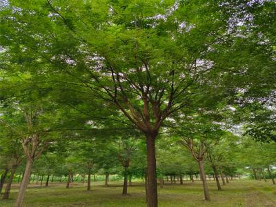 紅槐和普通國槐有什么區(qū)別