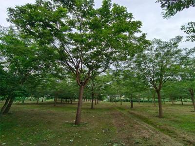 國槐樹種植:生態(tài)與經(jīng)濟(jì)效益的雙贏選擇