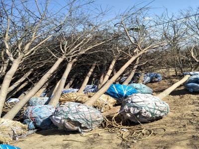 園林綠化升級(jí):國槐樹移栽技術(shù)與實(shí)踐案例