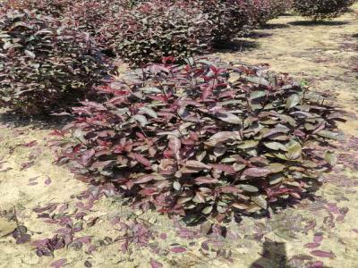 紅葉李球與小區(qū)綠化風格的和諧融合(欒城免費苗木報價)