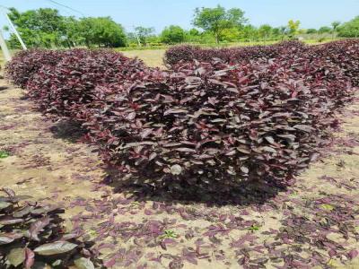 紅葉李球移栽后養(yǎng)護預防指南(望都免費苗木報價)