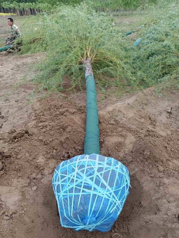 1733119697446410.jpg IMG_20220506_070115.jpg