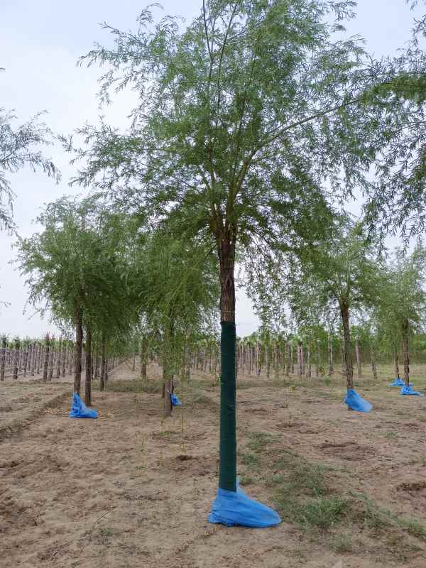 1733120034395310.jpg IMG_20220506_063714.jpg