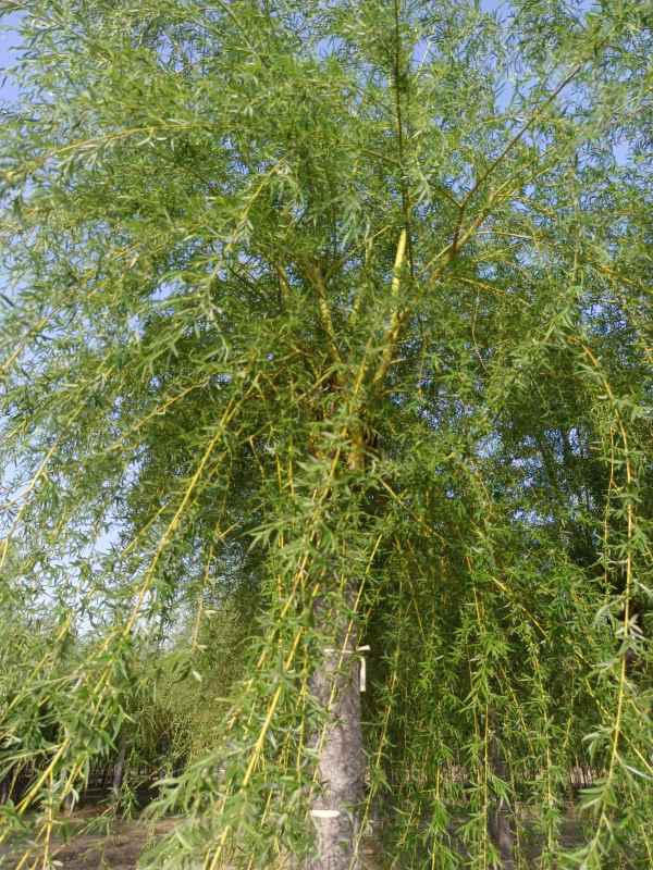 1733120616497779.jpg IMG_20220505_173100.jpg