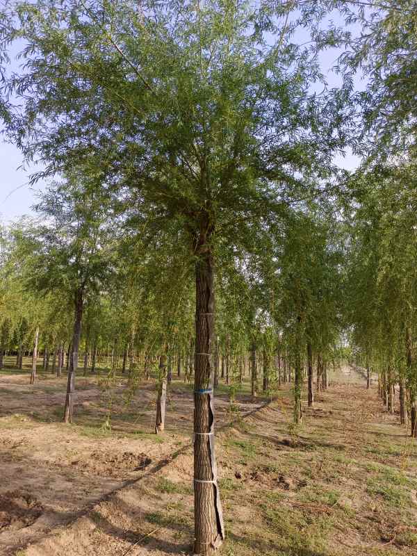 1733123656764231.jpg IMG_20220505_171931.jpg