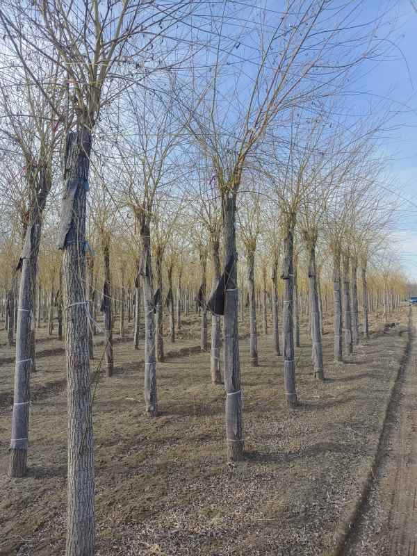 1733123736252235.jpg IMG_20220307_155709.jpg