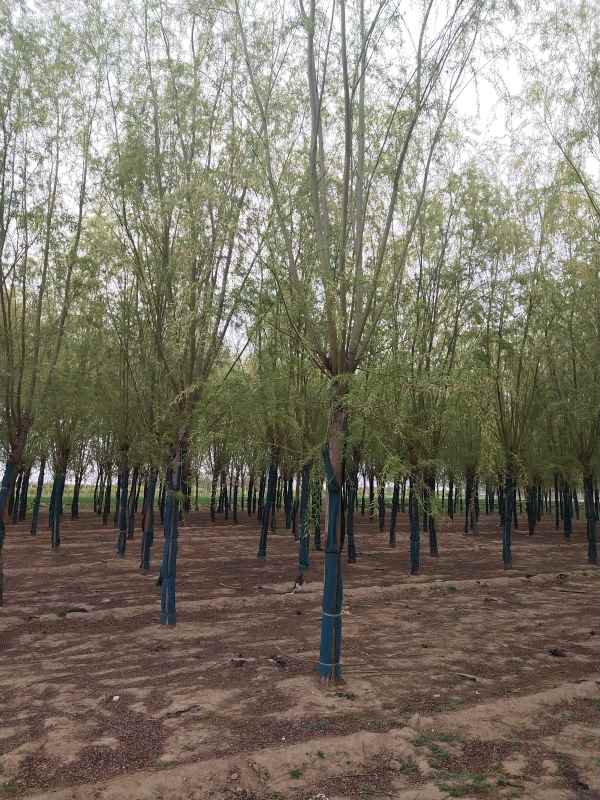 1733124047926627.jpg IMG_20210403_180054.jpg