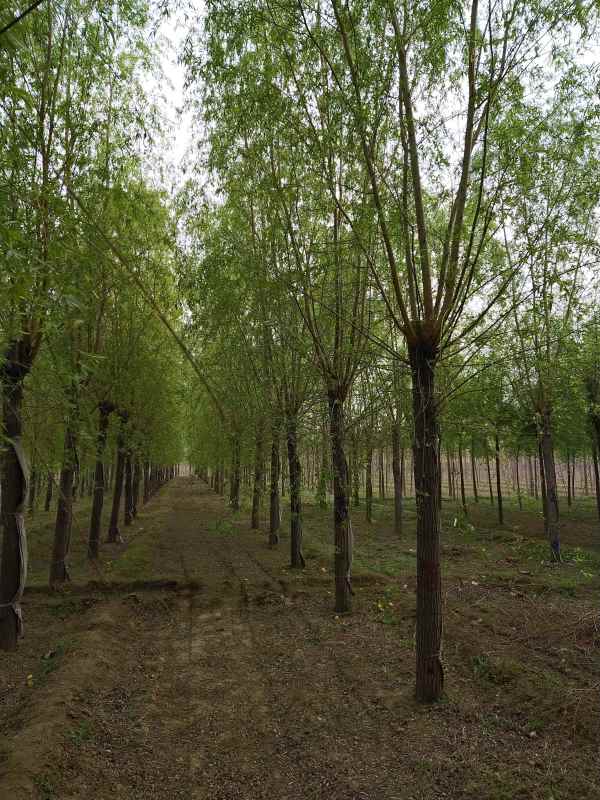 1733124174644366.jpg IMG_20210411_155728.jpg