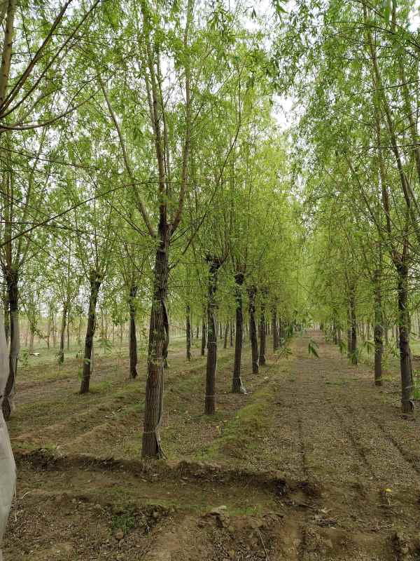 1733124282591479.jpg IMG_20210411_155737.jpg