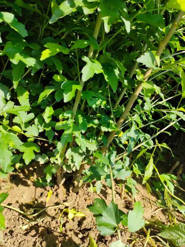 1733452521527278.jpg mmexport1636552185046.jpg