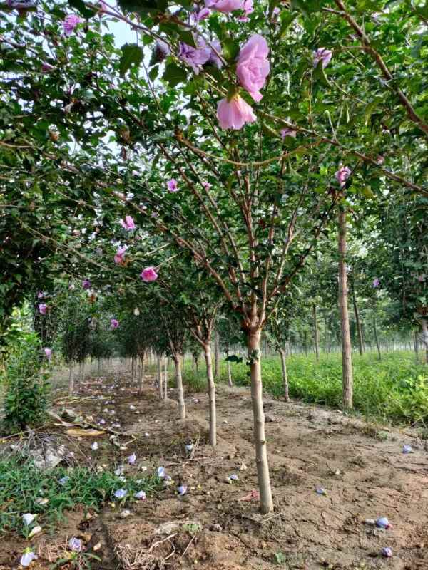 1733452966251885.jpg mmexport1636551021294.jpg