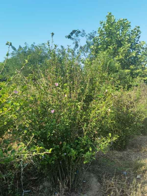 1733453153251767.jpg mmexport1636552170695.jpg