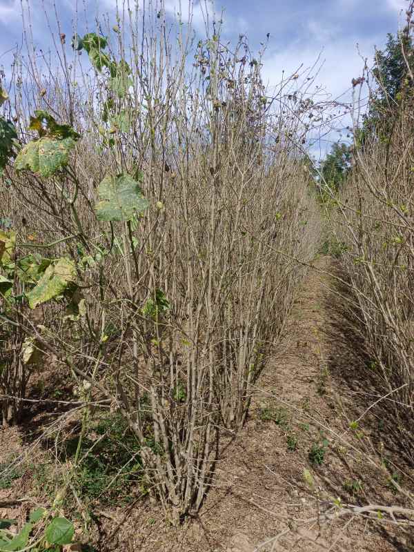 1733454593123722.jpg IMG_20220924_112832.jpg