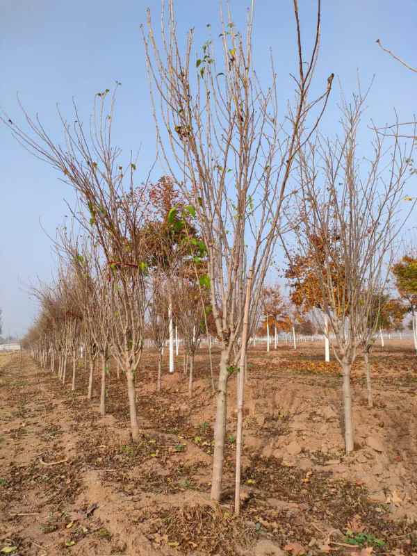 1733454805389444.jpg mmexport1636550975285.jpg