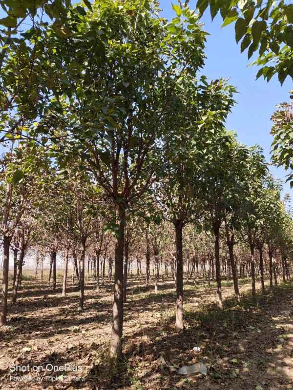 1733641650657559.jpg mmexport1700357517263.jpg