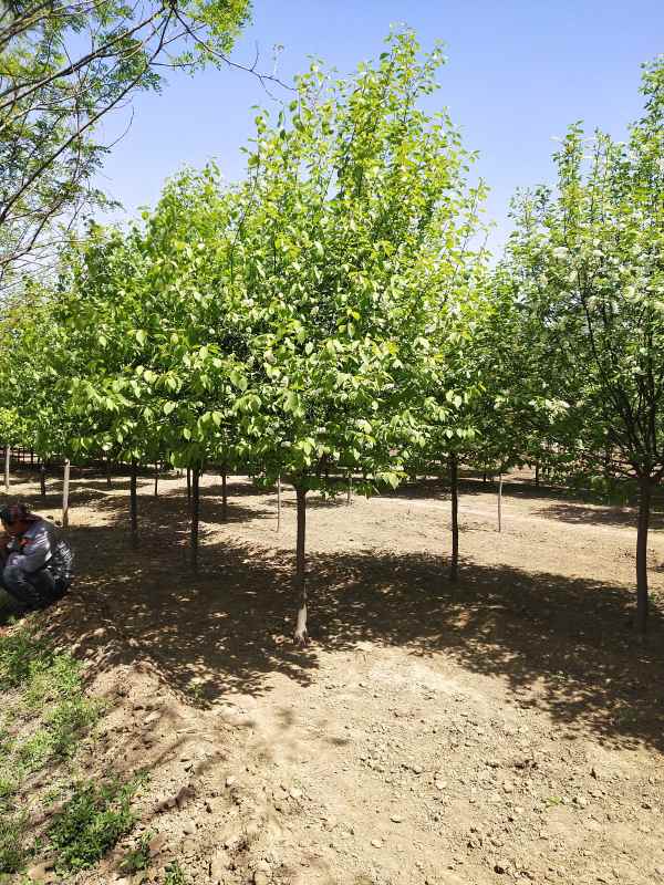 1733729276828045.jpg IMG_20210418_115119.jpg