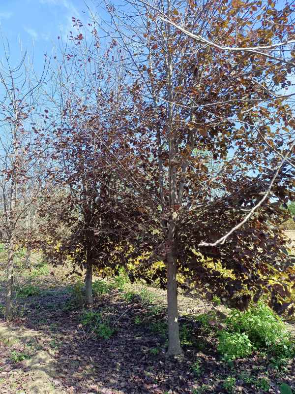 1733731874342207.jpg IMG_20211016_105933.jpg